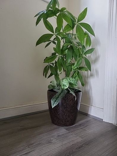 Pachira planter
