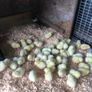 broiler Image 2