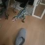 dinasour Image 2