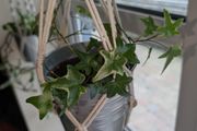 Beautiful hanging plant including pot and hanging basket
