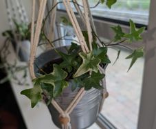 Beautiful hanging plant including pot and hanging basket