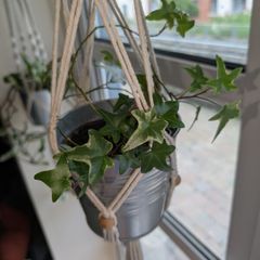 Beautiful hanging plant including pot and hanging basket