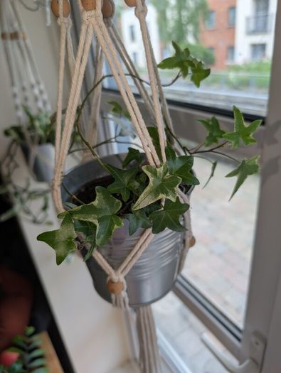 Beautiful hanging plant including pot and hanging basket
