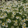 Organic Matricaria Chamomilla Seeds Image 2