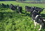 Friesan heifer weanlings