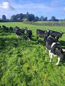 Friesan heifer weanlings