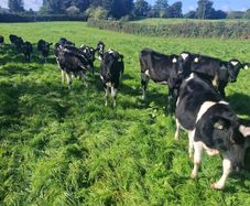 Friesan heifer weanlings