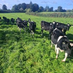 Friesan heifer weanlings