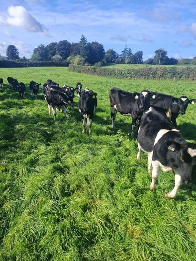 Friesan heifer weanlings