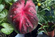 Big red leaf caladium