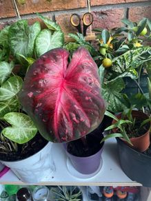 Big red leaf caladium