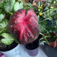 Big red leaf caladium