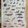 Poster of Greenlandic Animals Image 4