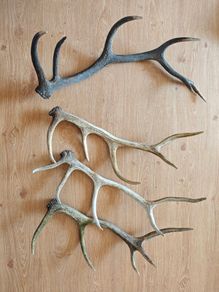 Irish red deer antlers