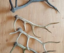 Irish red deer antlers