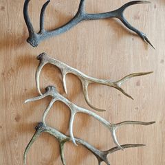 Irish red deer antlers