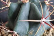 Ferocactus