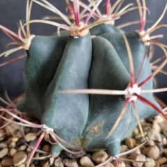 Ferocactus
