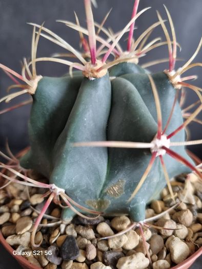 Ferocactus