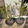 Olive Trees x 2 Image 2