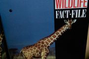 Wildlife Fact-File