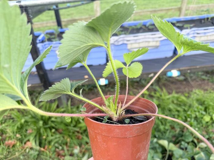 Strawberry plants