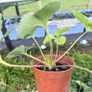 Strawberry plants Image 5