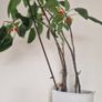 flowers parrots impatiens Image 4