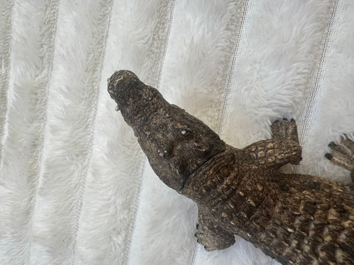 Schleich Alligator Crocodile Moveable Jaw D-73527 Used Please see photos