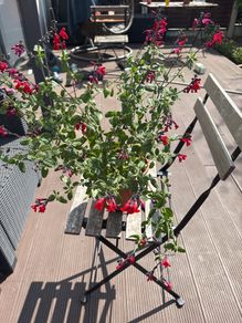 salvia plant in a pot