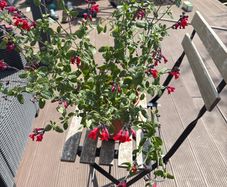 salvia plant in a pot