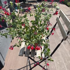 salvia plant in a pot