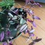 Indoor plants Image 3