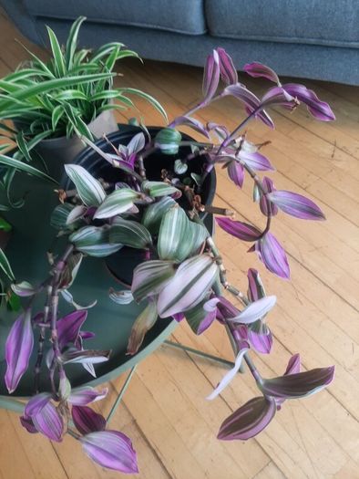 Indoor plants