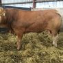 Bulls Image 2