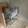 11 week old lavender pekin roosters Image 5