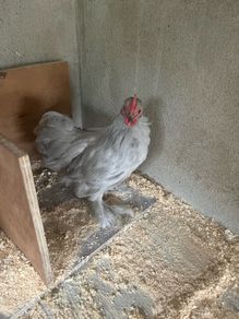 10 week old Pekins