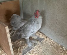 10 week old Pekins