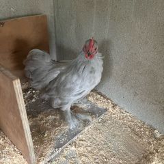 10 week old Pekins