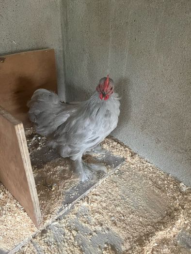 10 week old Pekins