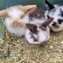 rabbit Image 2
