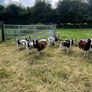 Jacob Sheep Image 4