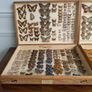 Antique Taxidermy Butterflies Image 2
