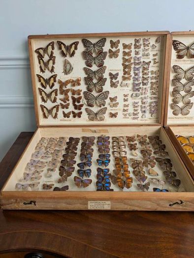 Antique Taxidermy Butterflies