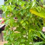 plants Image 2