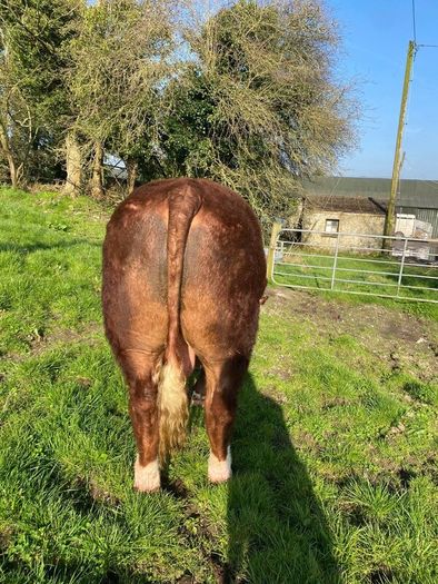 5 star  Hereford bulls