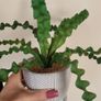 Artificial Plants in Ceramic Pots x7 Image 7