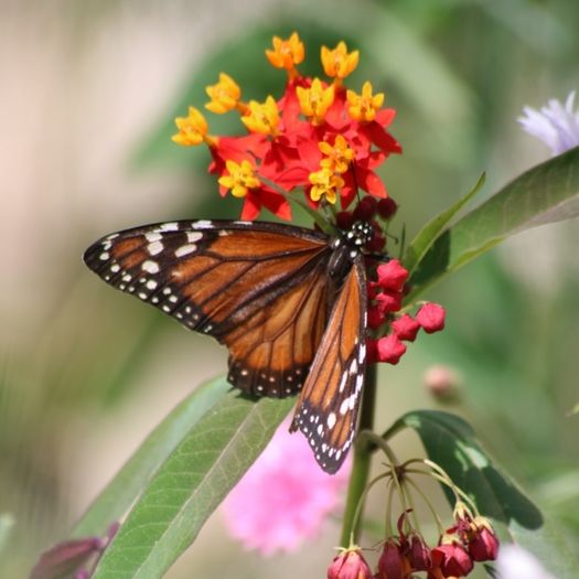 Asclepia seeds. Monarch Butterfly