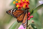 Asclepia seeds. Monarch Butterfly