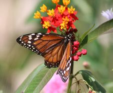 Asclepia seeds. Monarch Butterfly